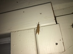 Donacaula mucronella