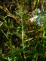 Dichanthelium acuminatum