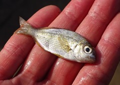 Rhabdosargus holubi