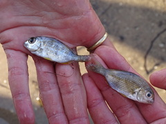 Rhabdosargus holubi