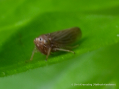 Agallia quadripunctata