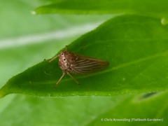 Agallia quadripunctata