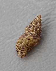 Aplus scacchianus