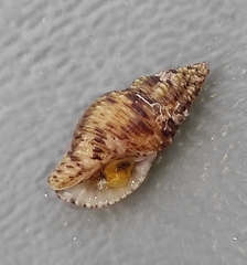 Aplus scacchianus