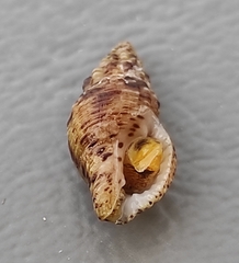 Aplus scacchianus