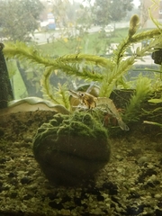 Macrobrachium lanchesteri