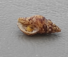 Aplus scacchianus