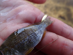 Rhabdosargus holubi