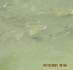 Actinopterygii