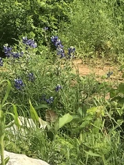Lupinus texensis