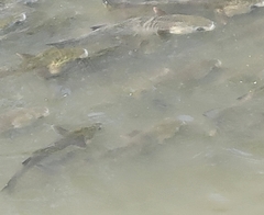 Actinopterygii