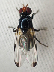 Seioptera