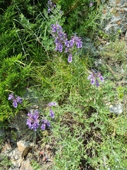 Teucrium orientale