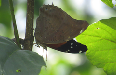 Historis acheronta