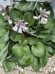 Hosta