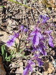 Teucrium orientale