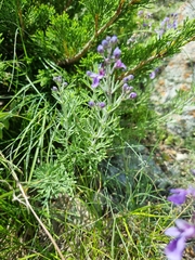 Teucrium orientale