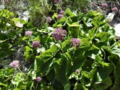 Adenostyles australis