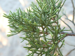 Juniperus phoenicea