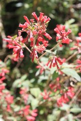 Cestrum fasciculatum