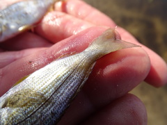Rhabdosargus holubi