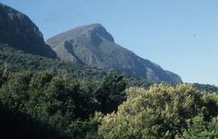 Podocarpus latifolius