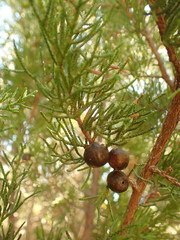Juniperus phoenicea