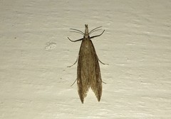 Donacaula forficella