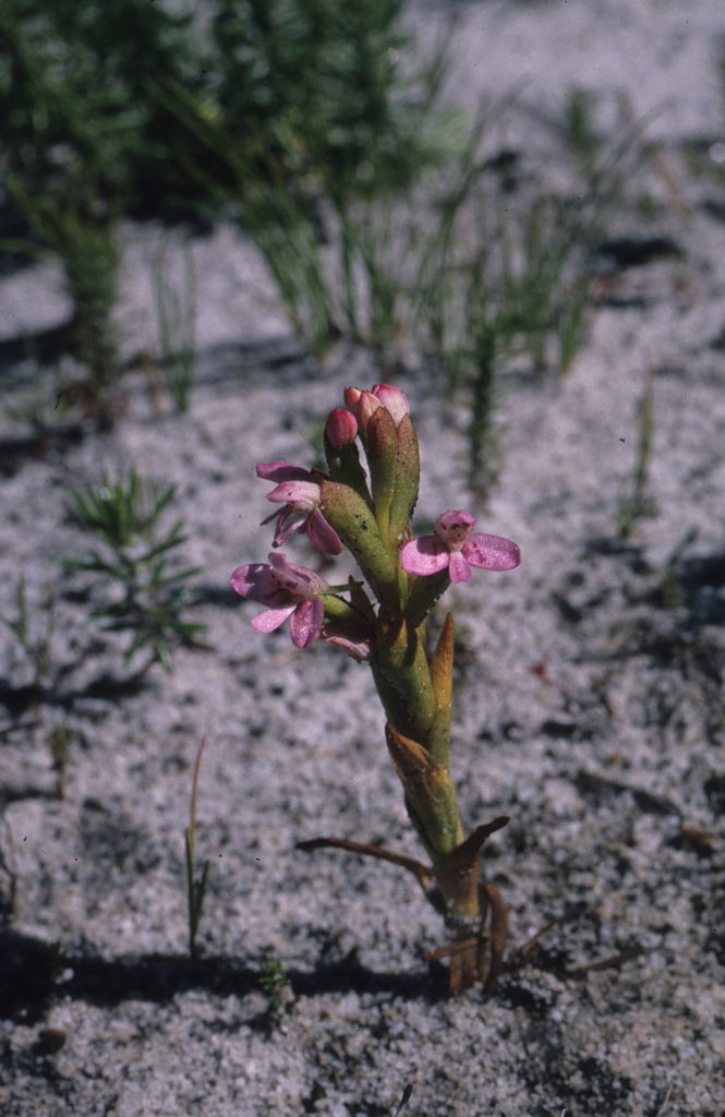 Disa vaginata