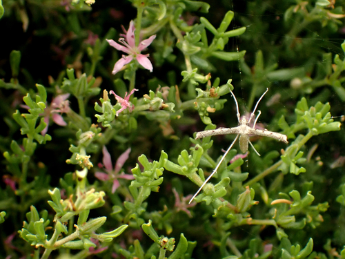 photo of Alkali Heath Plume Moth (Agdistis americana)