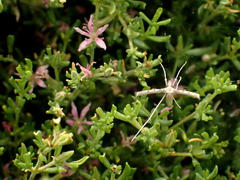 Agdistis americana