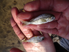 Rhabdosargus holubi