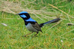 Malurus cyaneus cyaneus