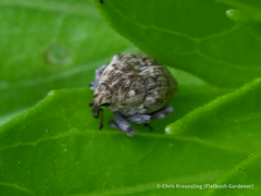 Acanthoscelidius acephalus