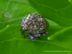 Acanthoscelidius acephalus