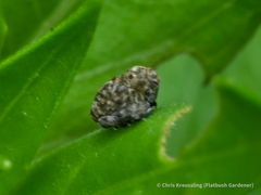 Acanthoscelidius acephalus