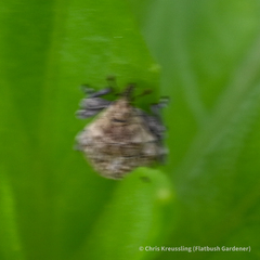 Acanthoscelidius acephalus