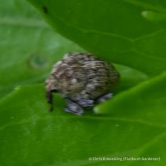 Acanthoscelidius acephalus