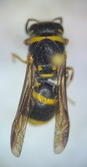 Euodynerus boscii