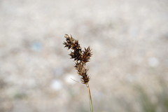 Carex colchica
