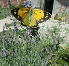 Colias croceus