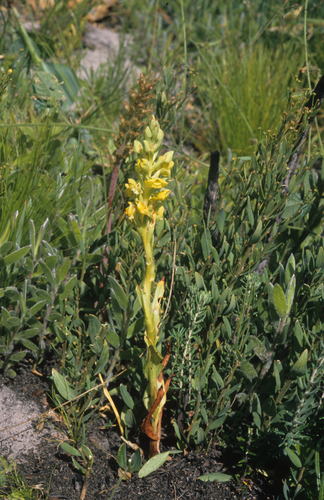 Image of Pterygodium afrum by (c) Tom Lloyd Evans, some rights reserved (CC BY-SA)