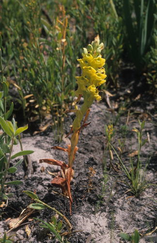 Image of Pterygodium afrum by (c) Tom Lloyd Evans, some rights reserved (CC BY-SA)