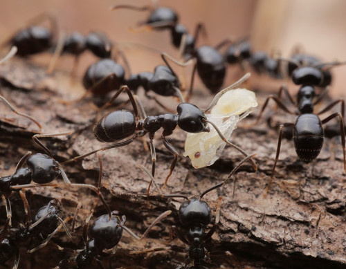 Juodoji medžių skruzdėlė nuotrauka