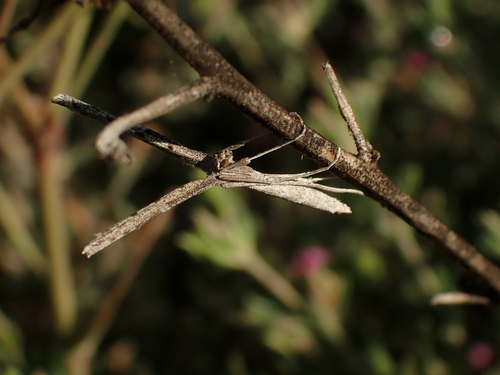 photo of Alkali Heath Plume Moth (Agdistis americana)