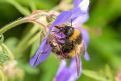Bombus sporadicus