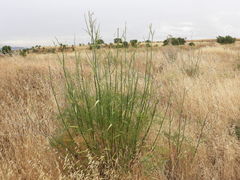 Foeniculum vulgare