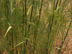 Foeniculum vulgare