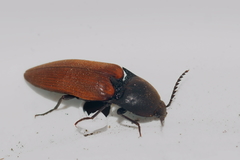 Elater ferrugineus