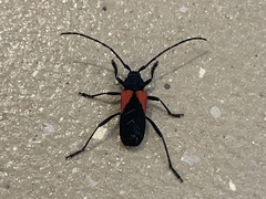 Purpuricenus humeralis